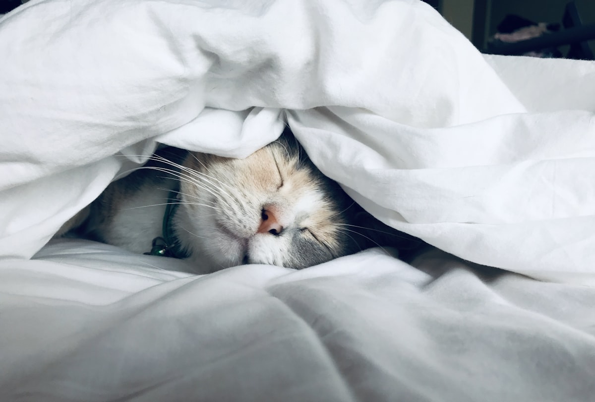 Sleep Economy Wellness India