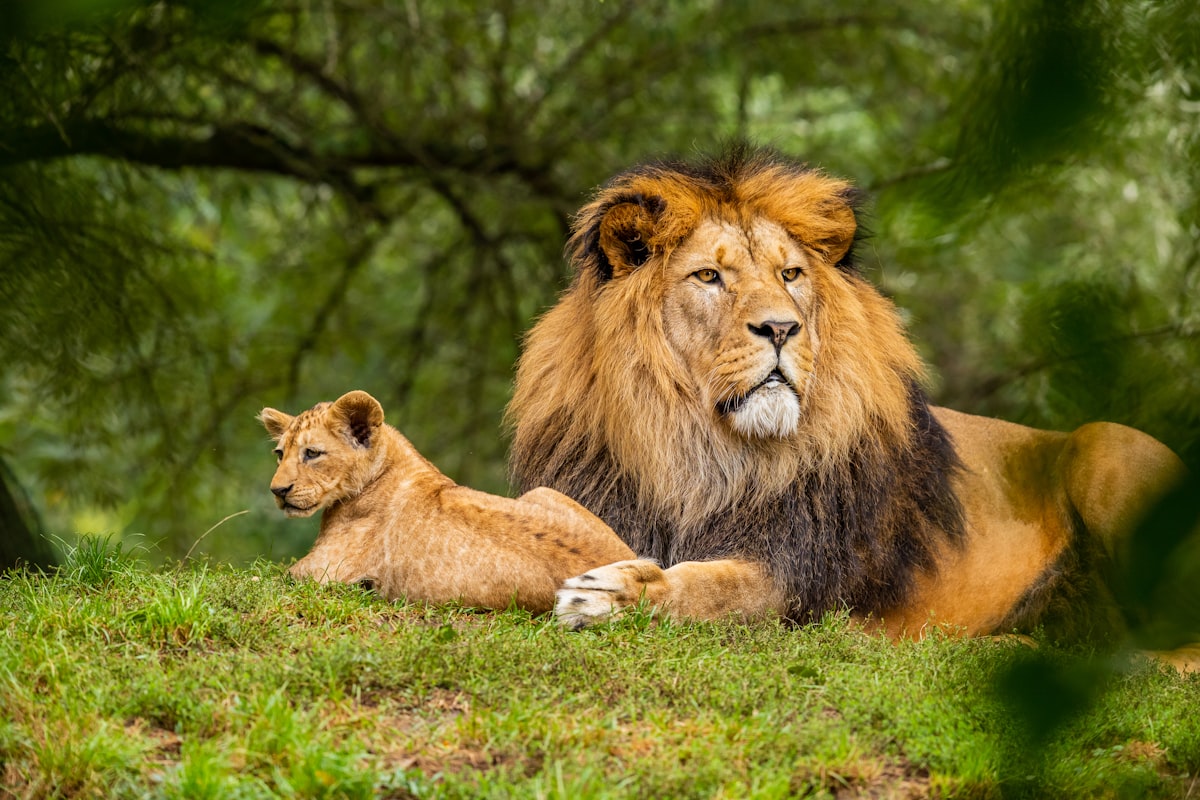 Asiatic lion Gujarat