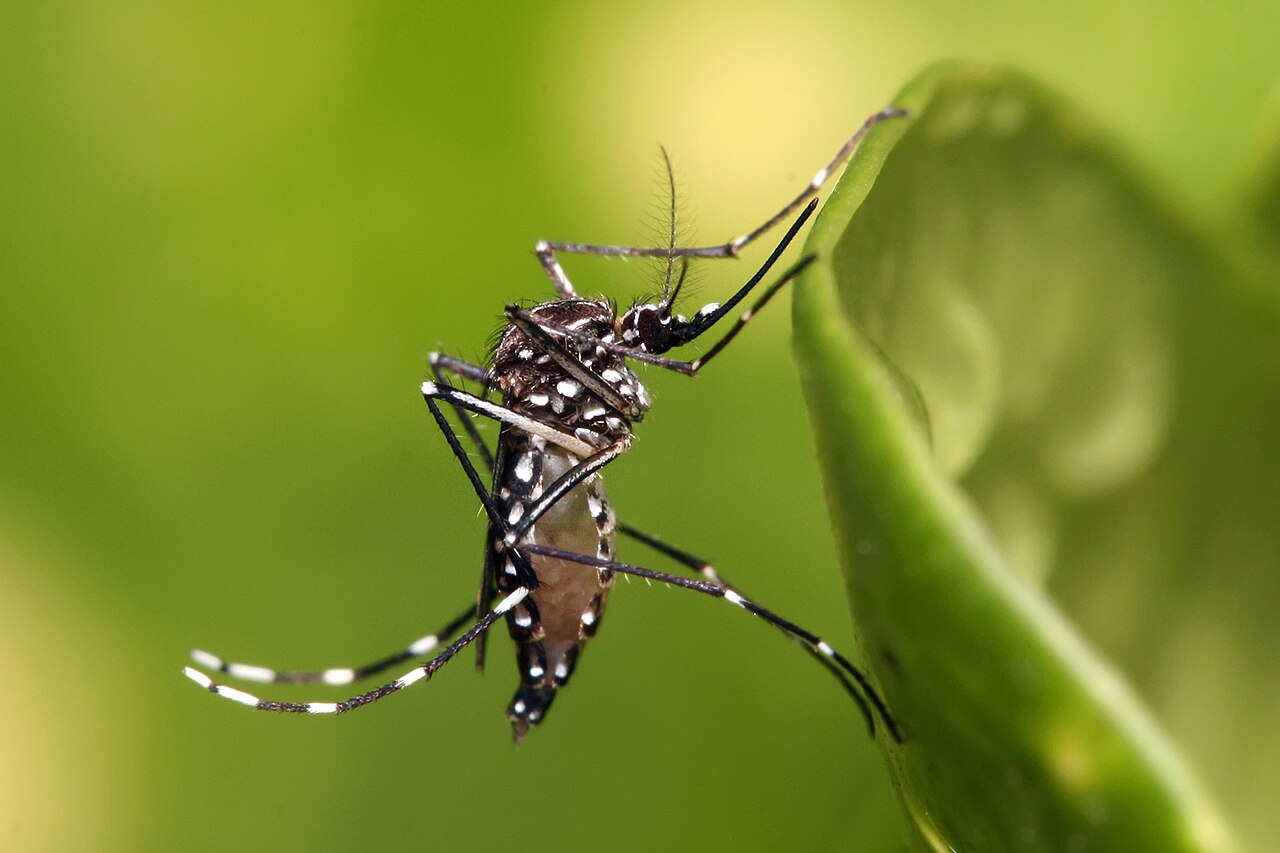 Aedes mosquito dengue prevention